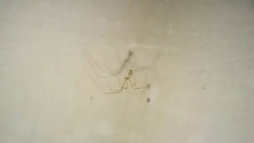 Te muestro unos artrópodos que viven en casa, pasa lince.