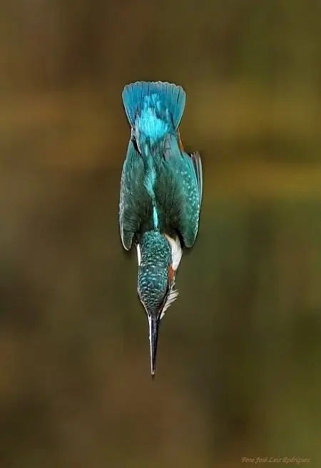 10Tecnologías inspiradas en animales q no sabias y lo enseño