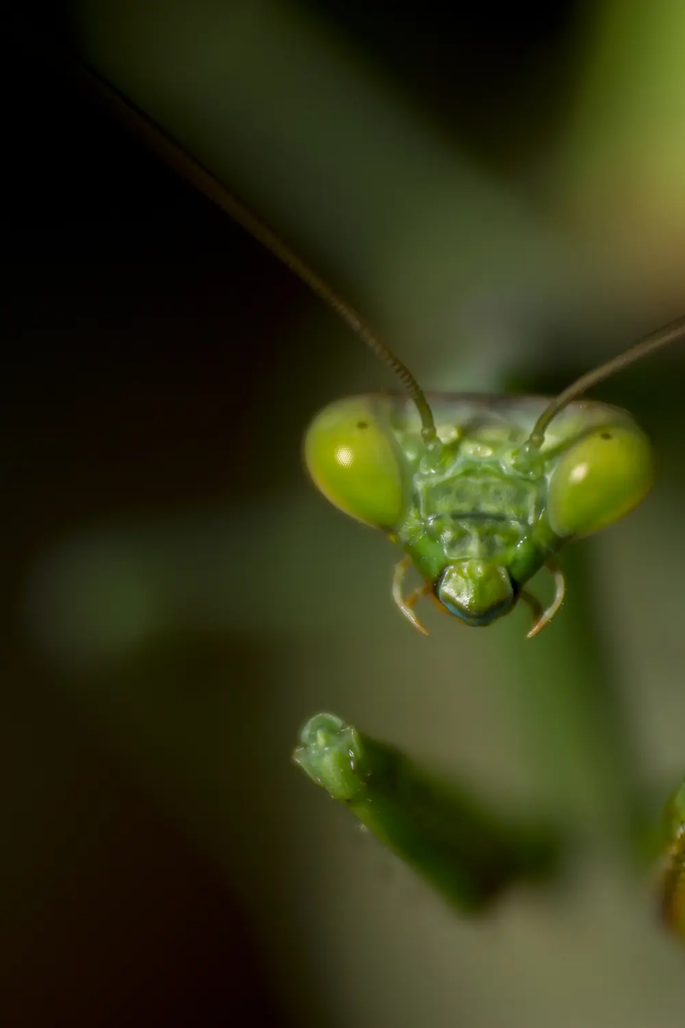 INSECTOS