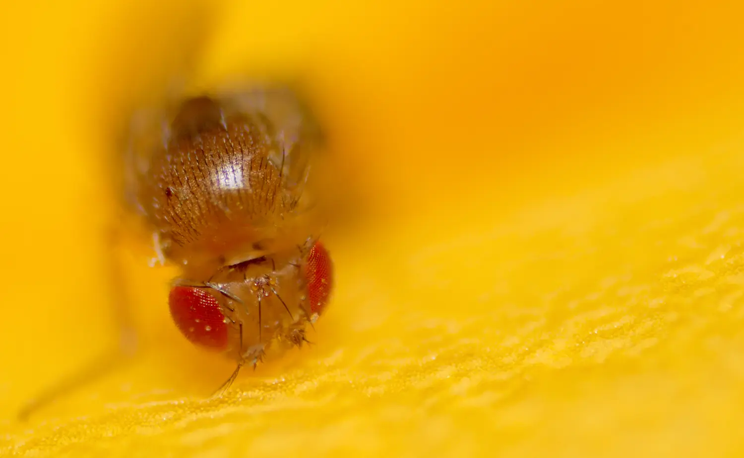 Tomé unas fotos Macro y te las muestro.