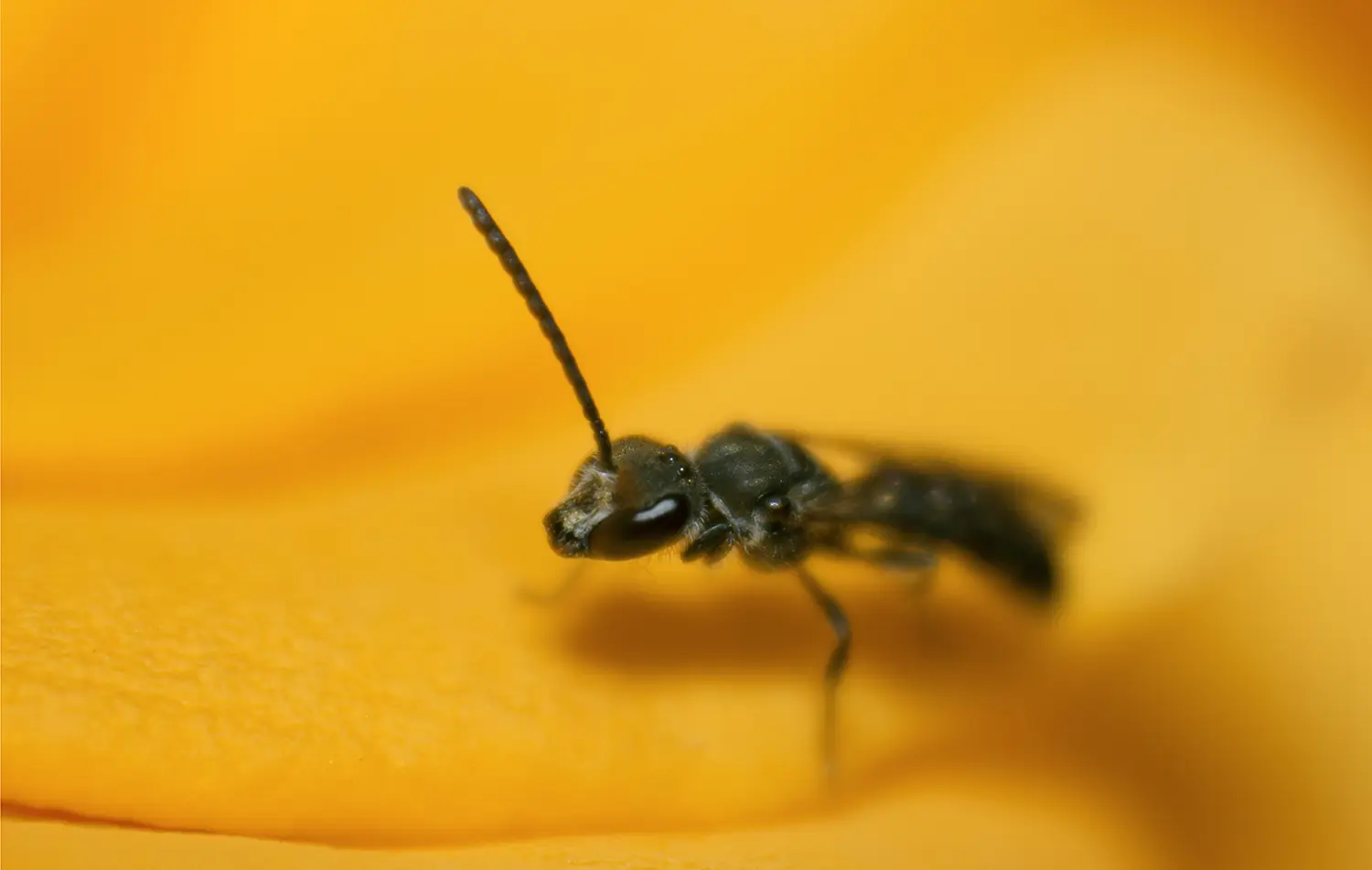 MACRO
