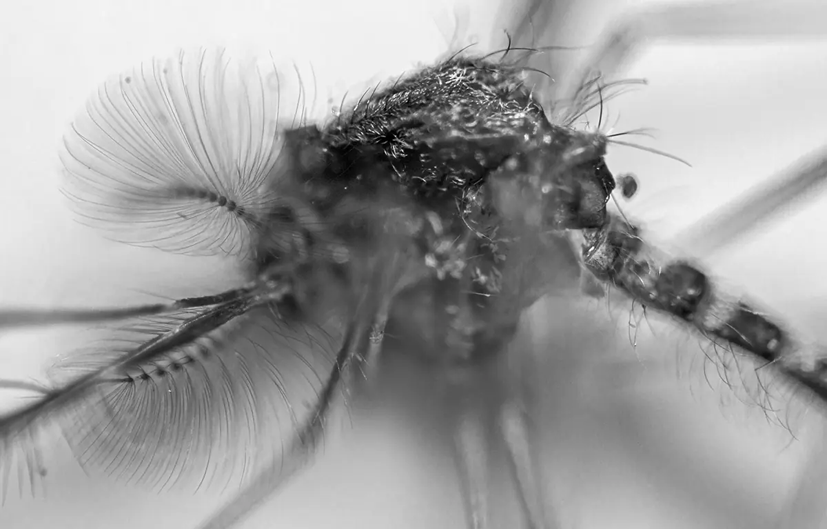 Tomé unas fotos Macro y te las muestro.