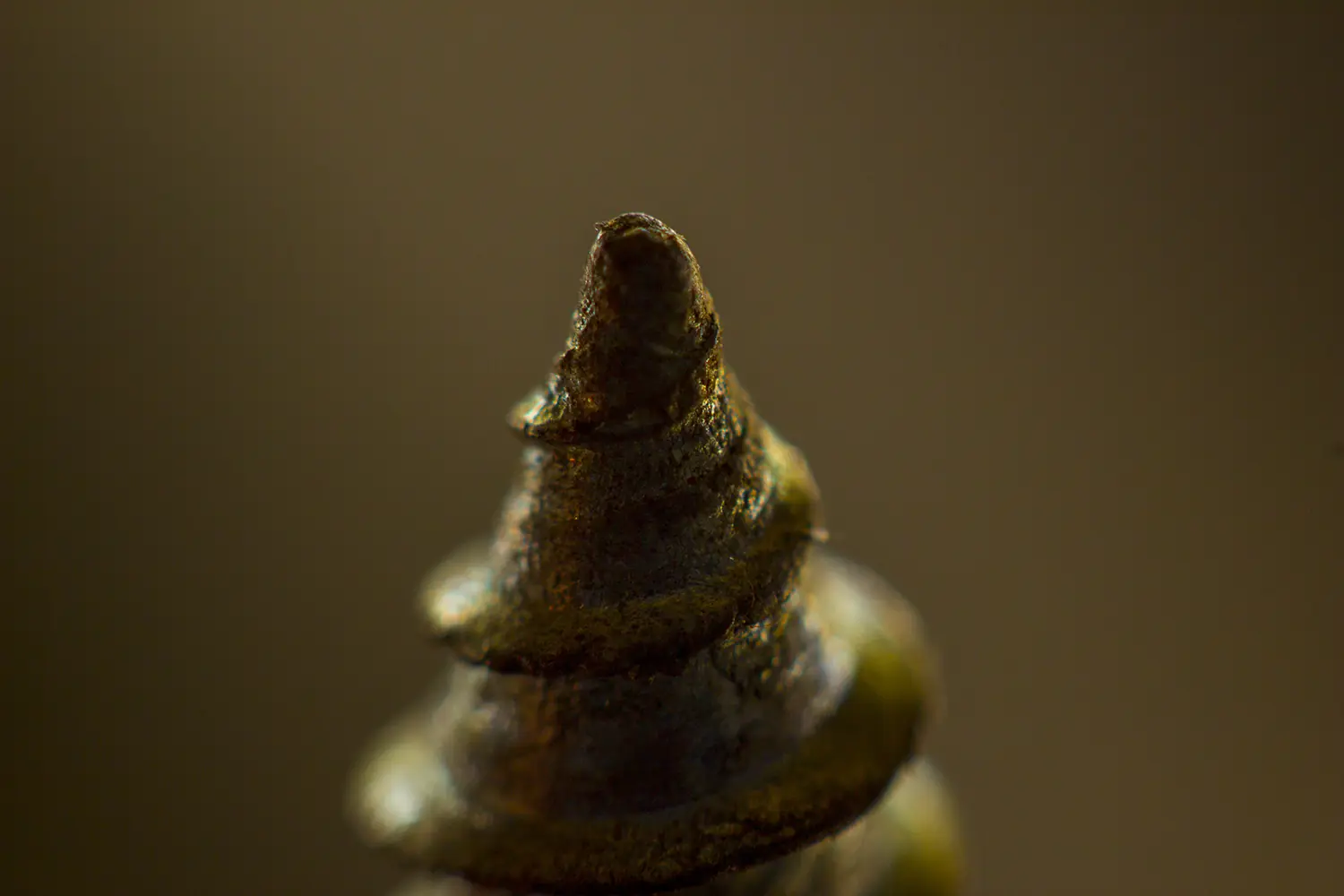 INSECTOS