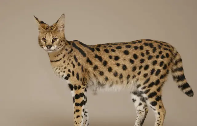 hibridos