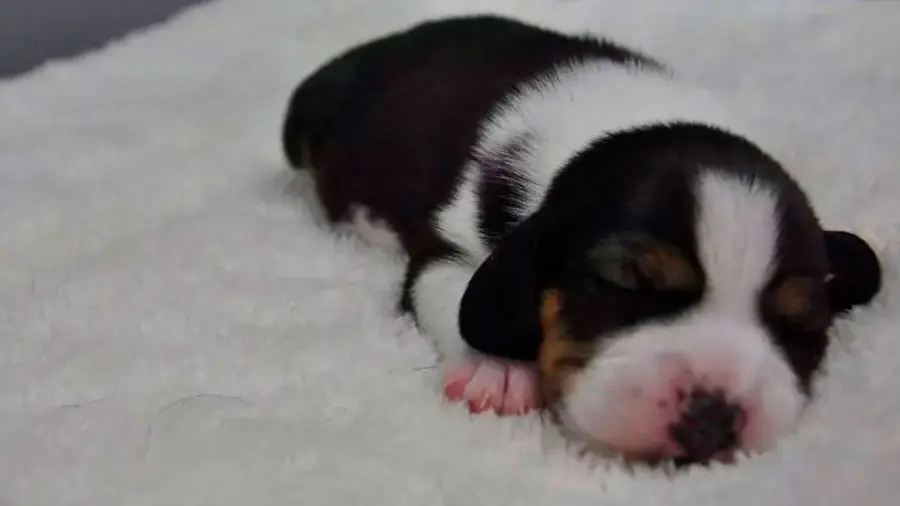 Crían primer perro del mundo clonado y con edición genética