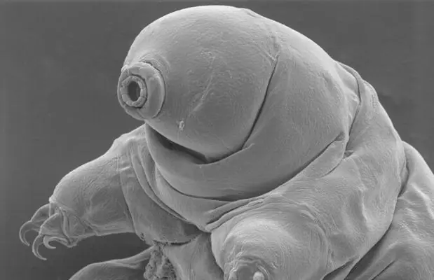 El animal indestructible que verá el fin del mundo