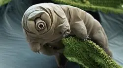 animal