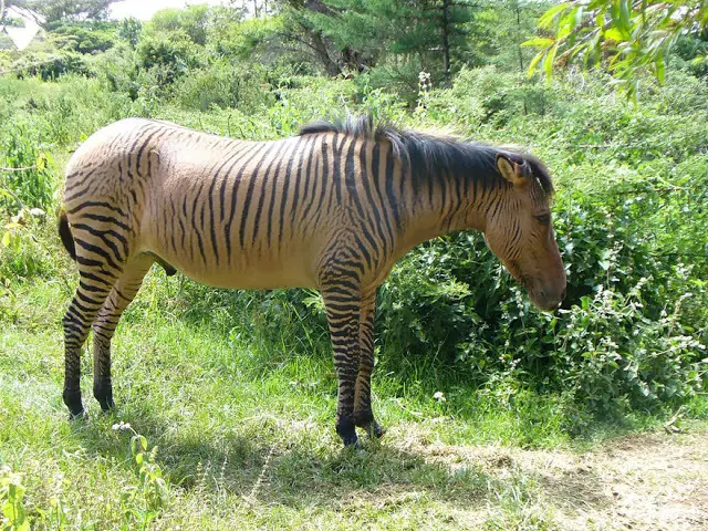 Animales híbridos -Real-