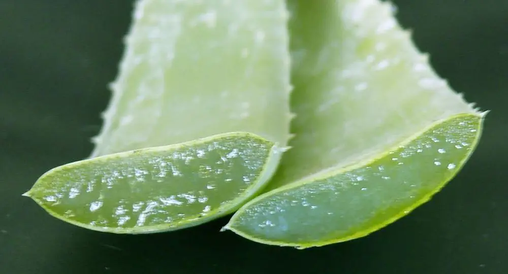 Aloe vera, la planta que es aliada de la piel