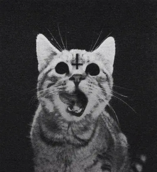 gatitos