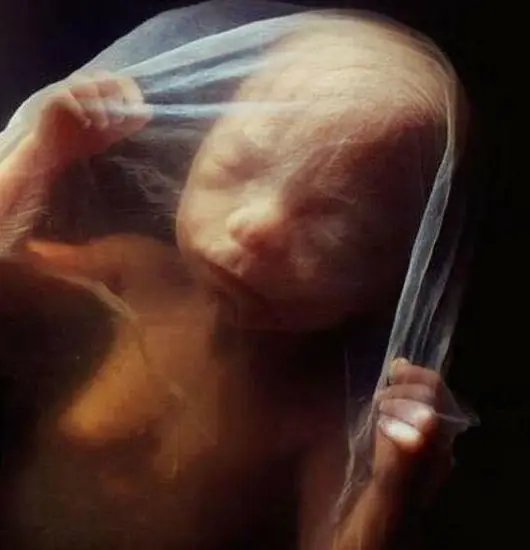 Fecundación y Formación de un bebe como nunca lo haz visto