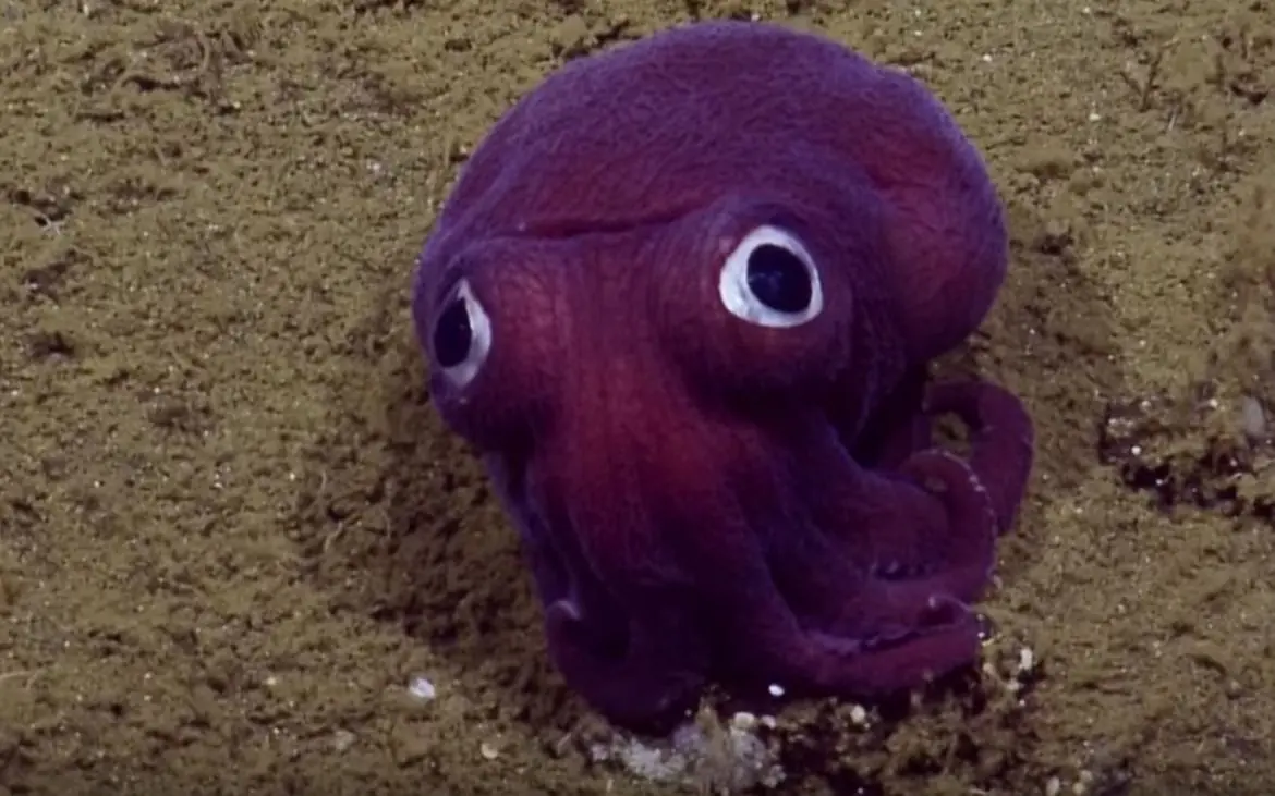 Estos raros animales fascinan y alegran a los científicos