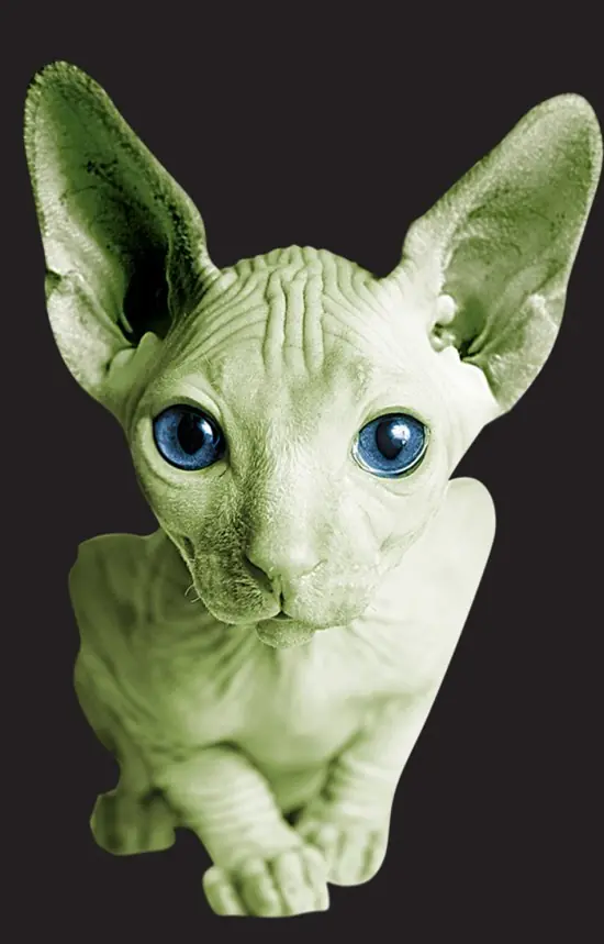 los gatos