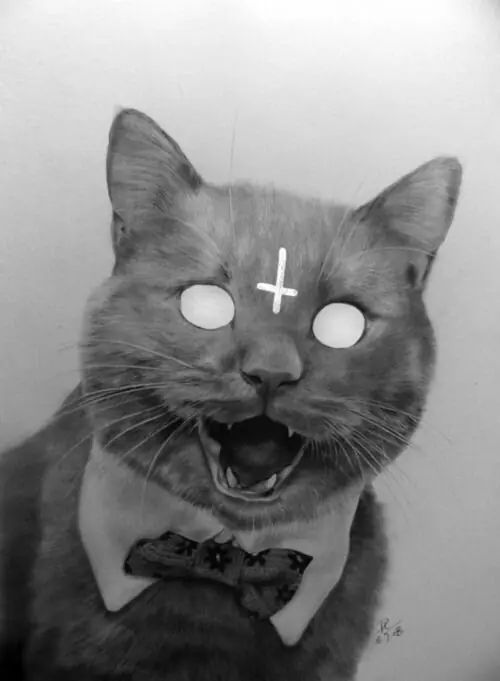gatos