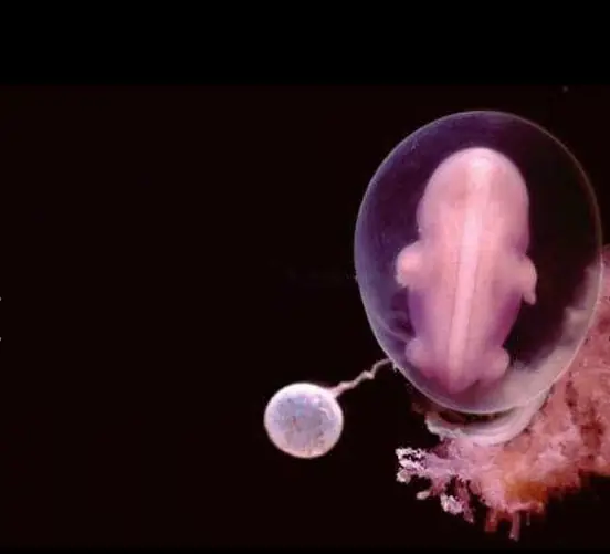 Fecundación y Formación de un bebe como nunca lo haz visto