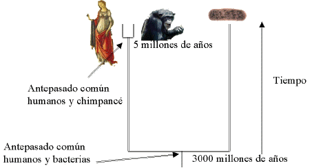 La evolución biológica