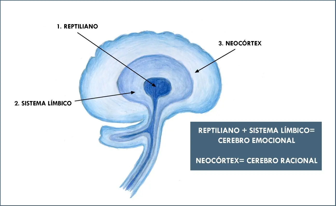 Los tres tipos de cerebros: reptiliano, límbico y neocórtex