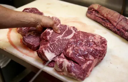 carnivoros carnivoros