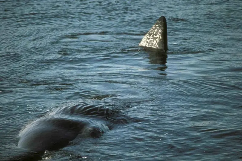 que pasa si te come una ballena