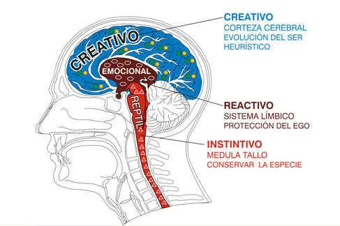 Los tres tipos de cerebros: reptiliano, límbico y neocórtex