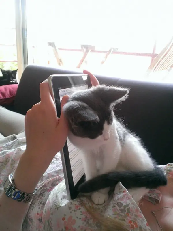 gatos