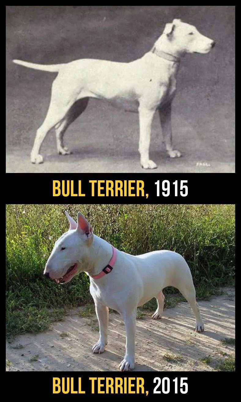 perros