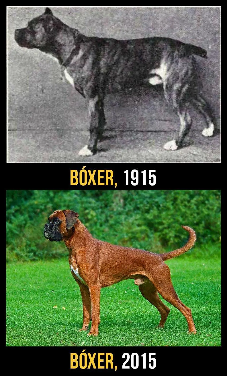 perros