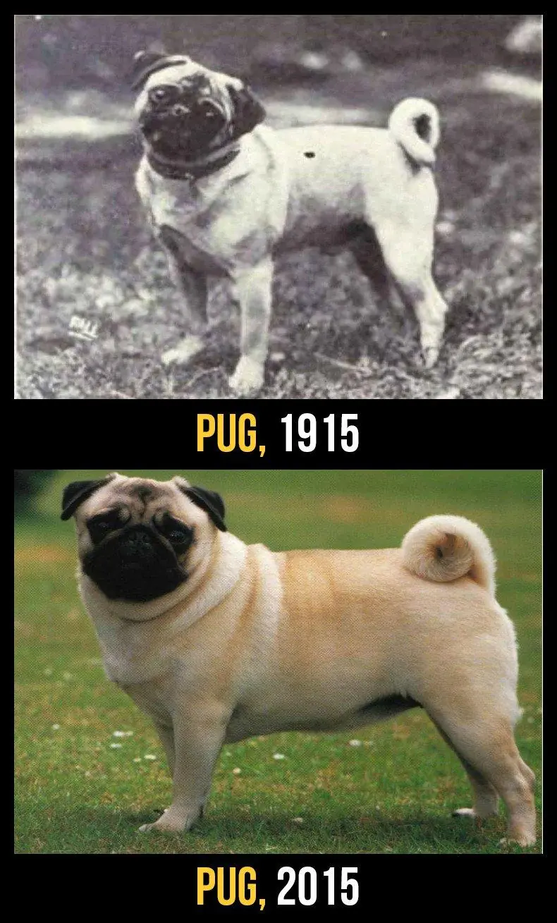 La horrible verdad tras los pedigri de los perros