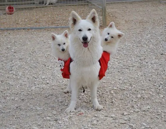 Tu perro come popo, como detenerlo