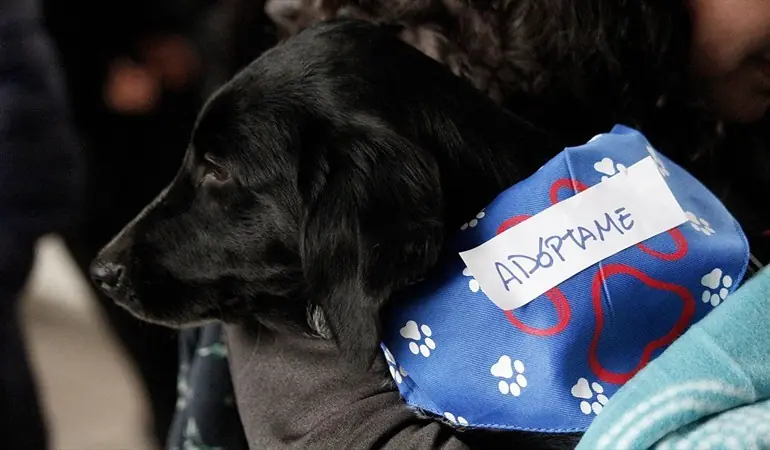 Por que los perros aúllan al escuchar una sirena?
