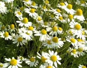 Leyenda de La Manzanilla