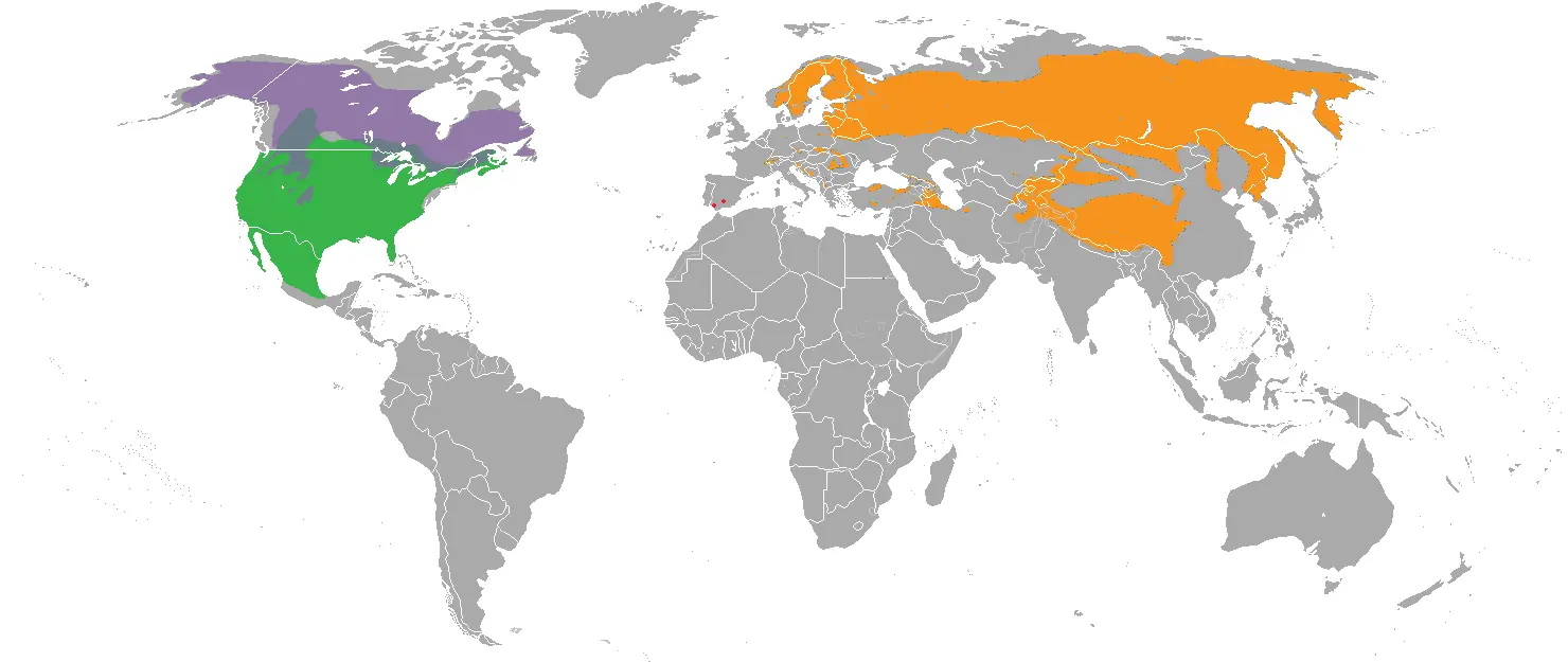 argentinos argentinos