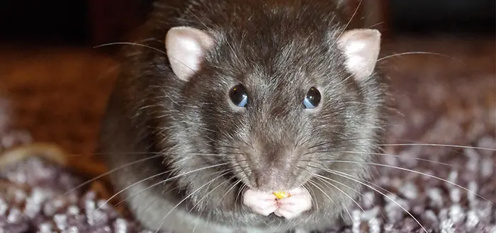 Hay animales que suben por el retrete, mira!