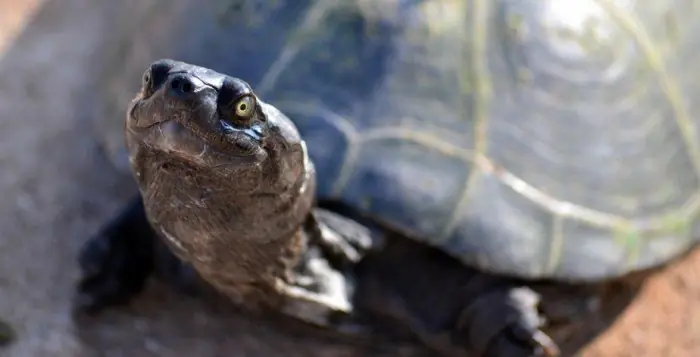 tortuga tortuga