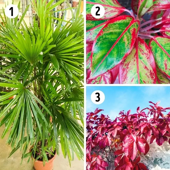 15 Mejores plantas para cada rincón de tu casa