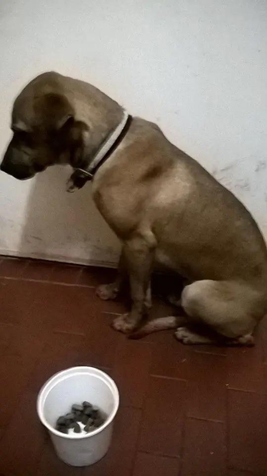 ayudame a conseguirle casa a este perrito