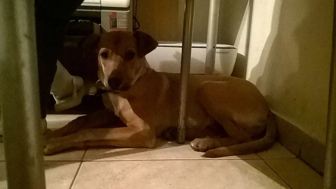 PERRITO