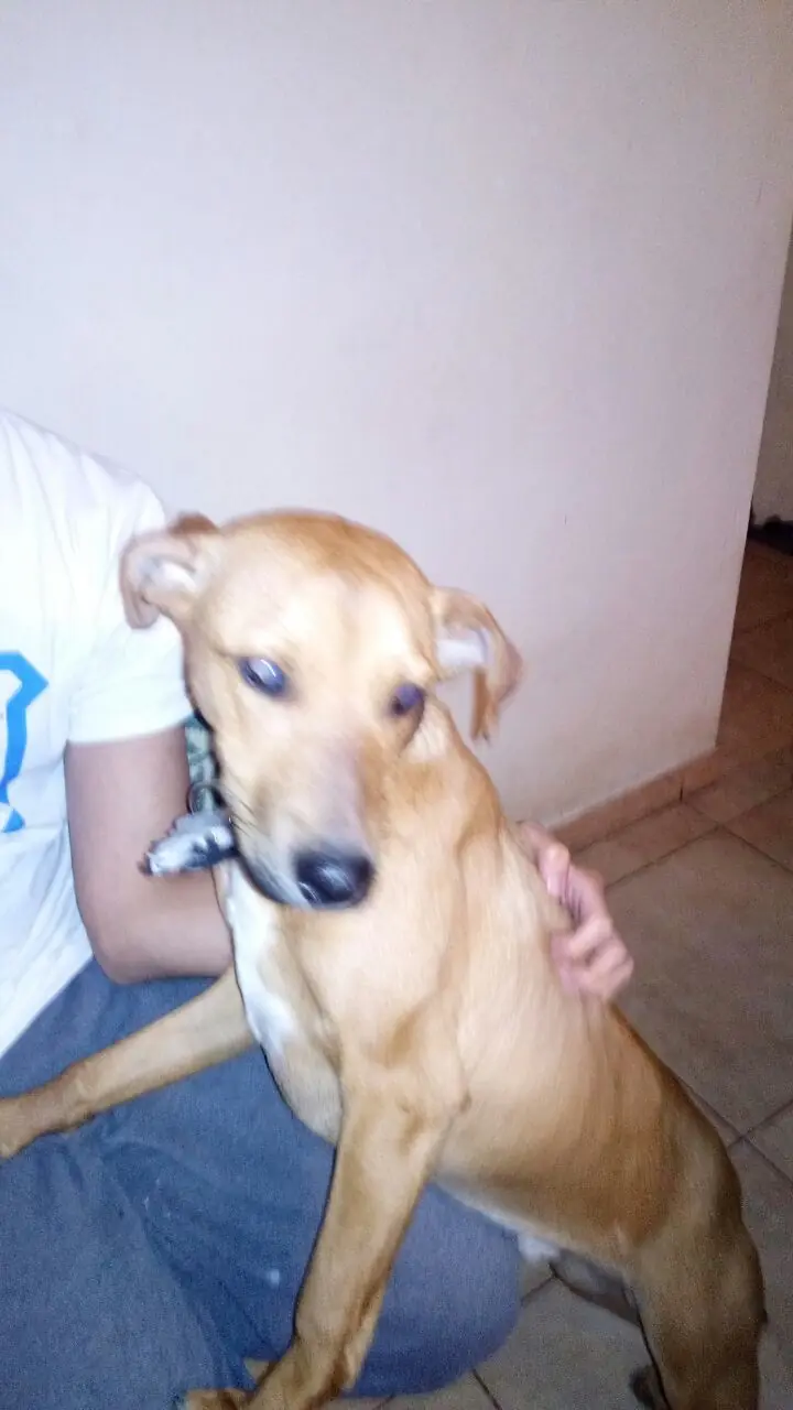 ADOPCION