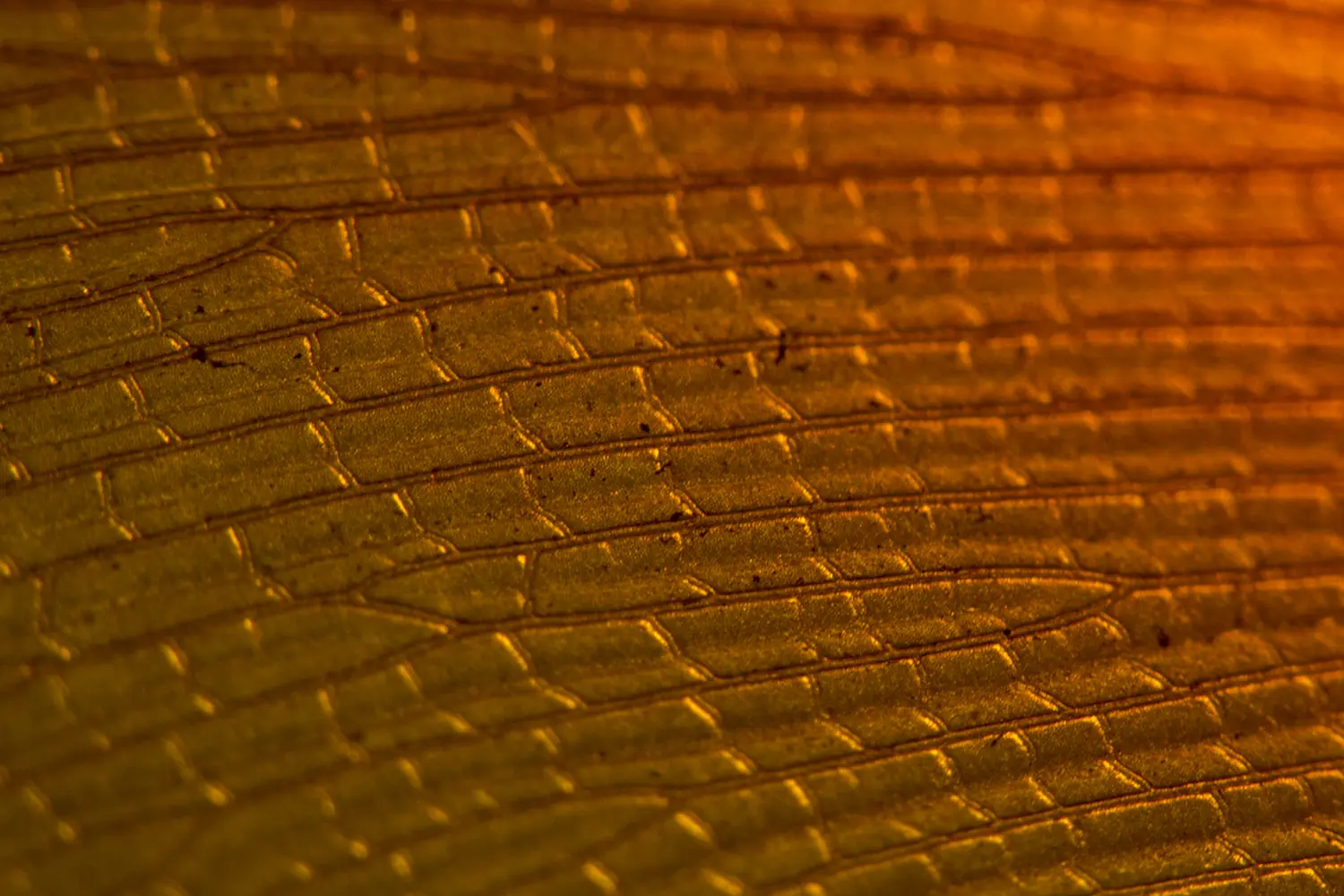 macro macro