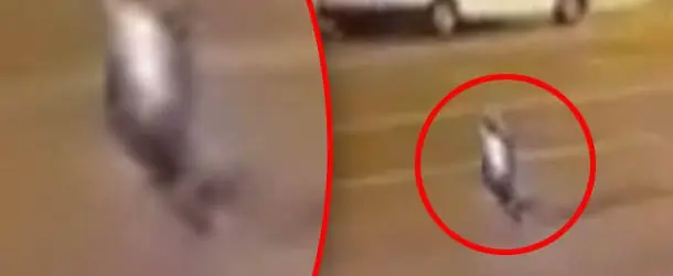 Cámara de seguridad graba a una supuesta criatura humanoide