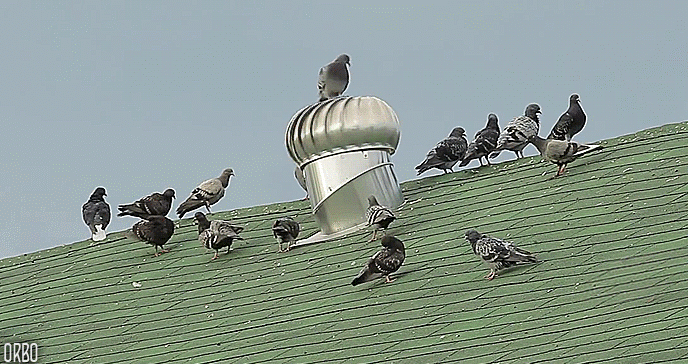 palomas palomas