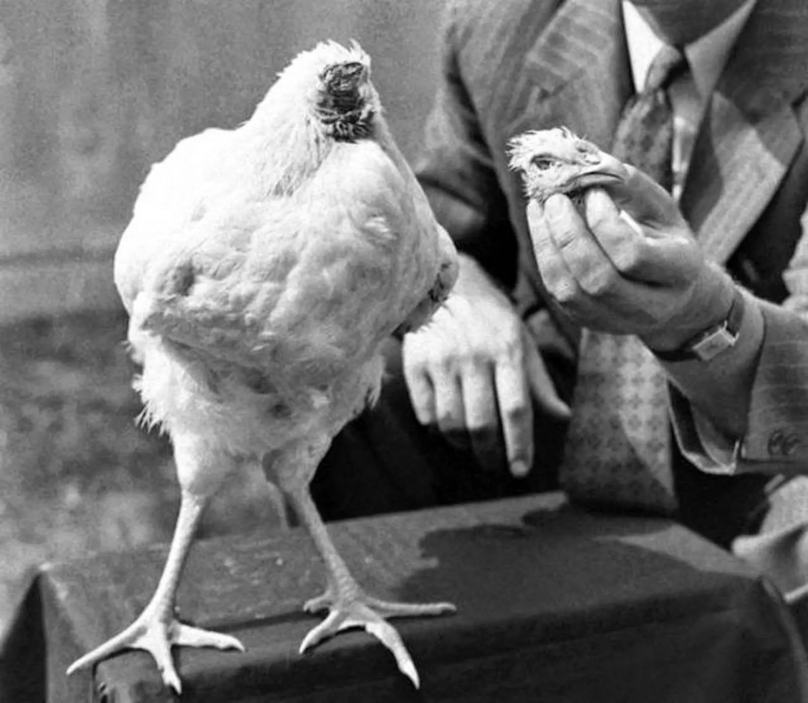 Pollo