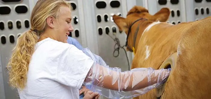¿por qué las vacas tienen esto en su costado?
