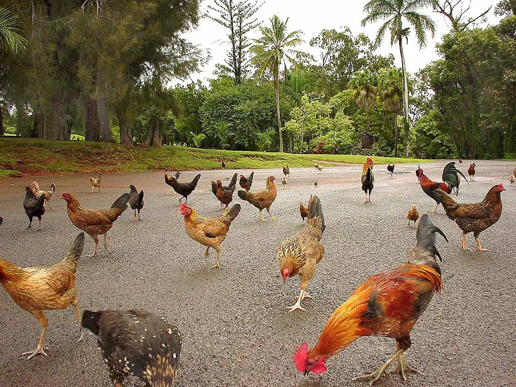 palomas palomas