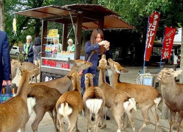 Lugares donde en vez de palomas hay otros animales