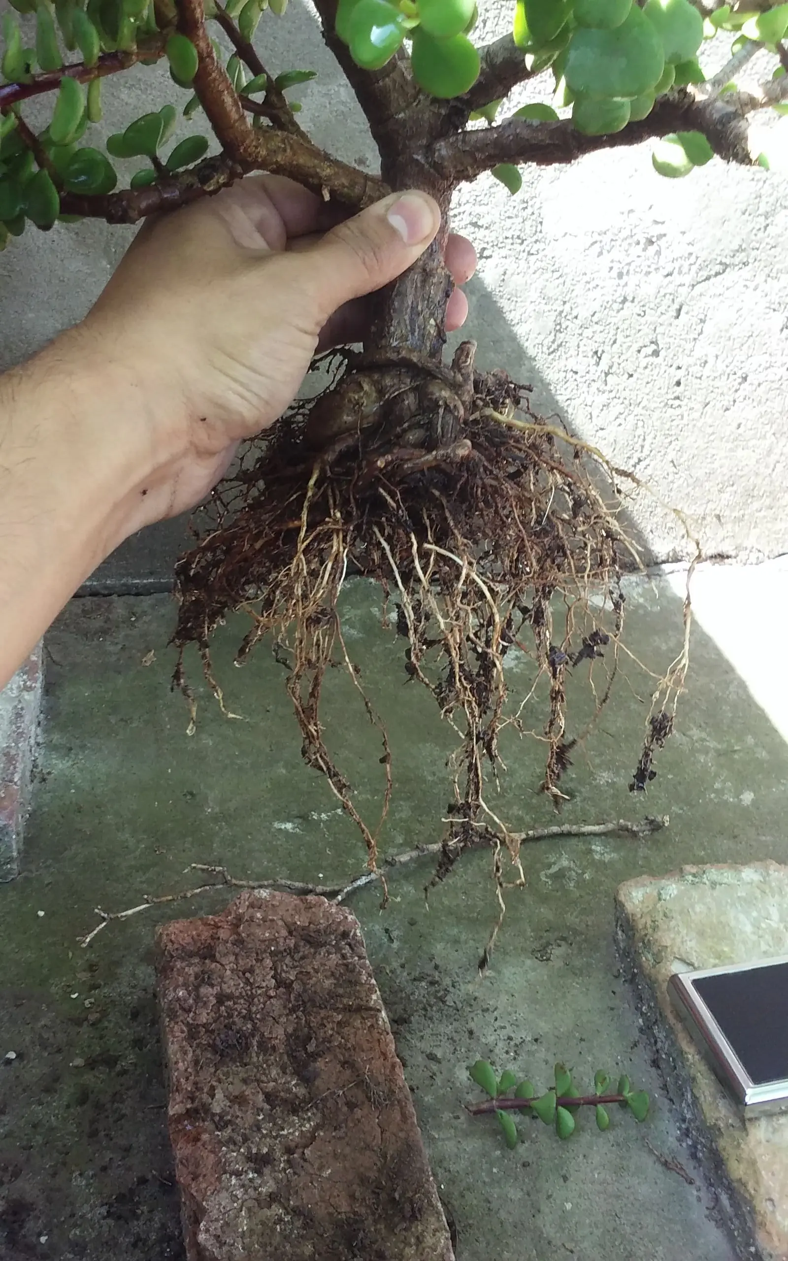 Trasplante Bonsai Portulacaria [Propio]