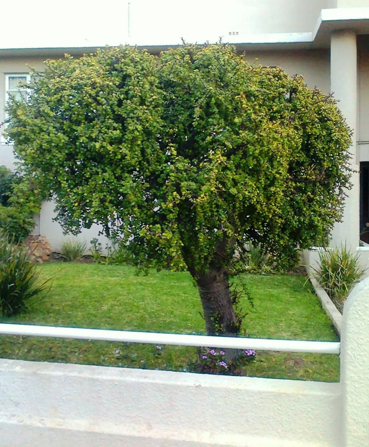 bonsai