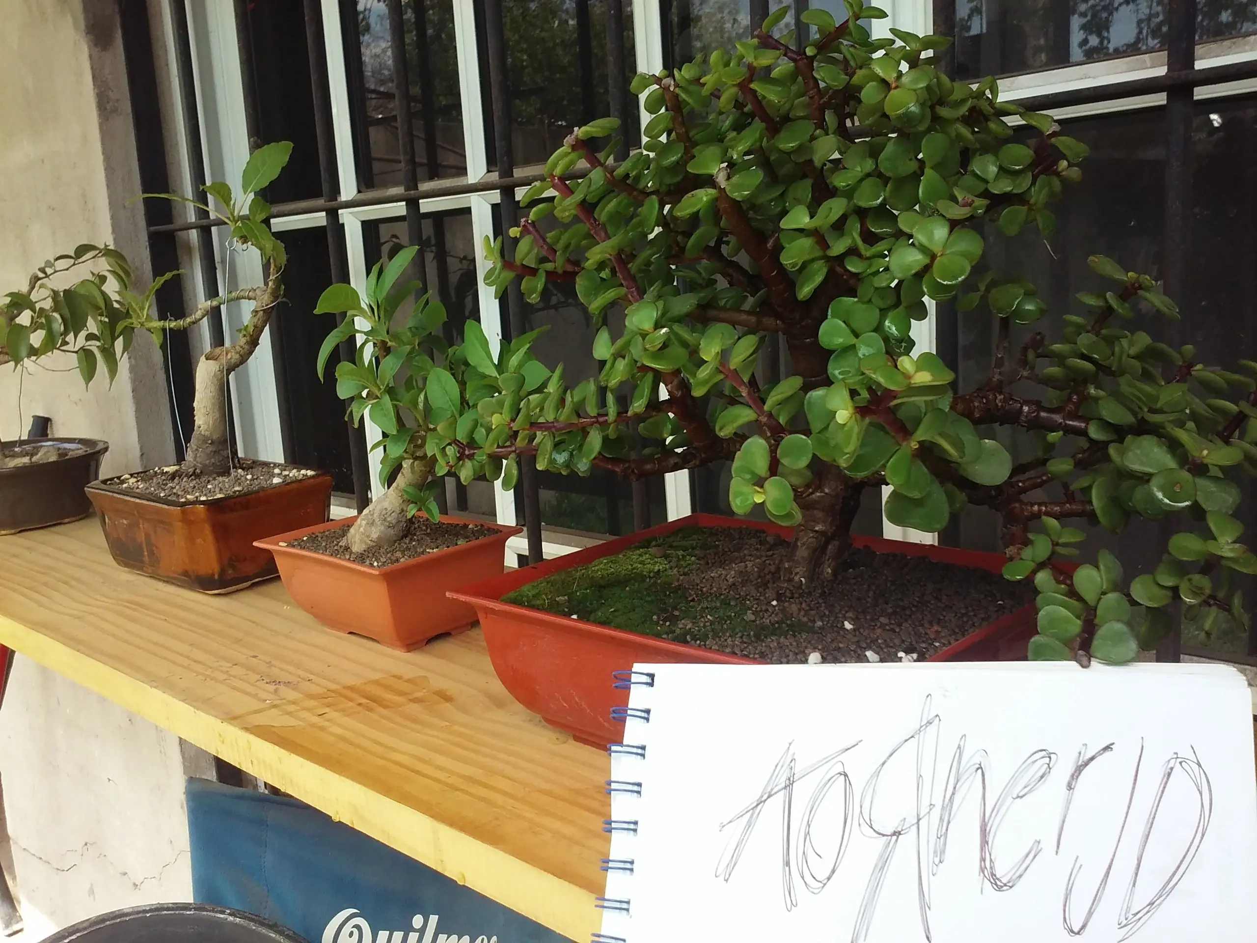 Trasplante Bonsai Portulacaria [Propio]