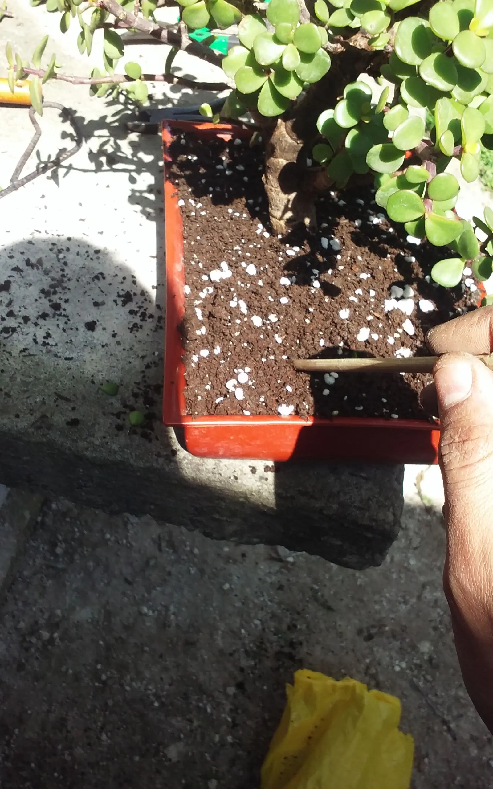Trasplante Bonsai Portulacaria [Propio]