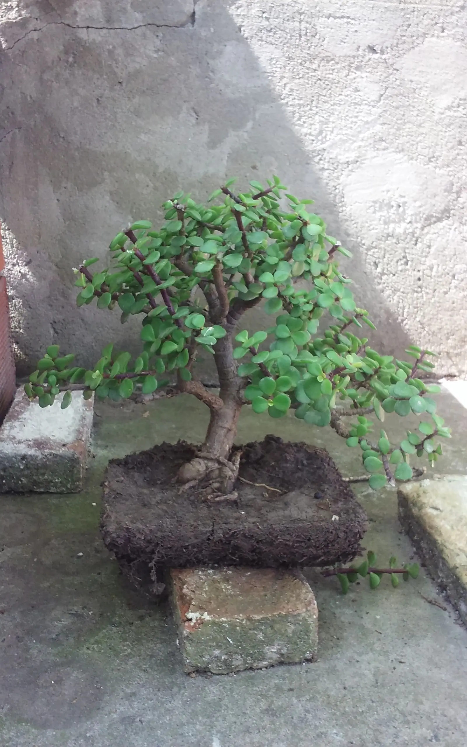 trasplante